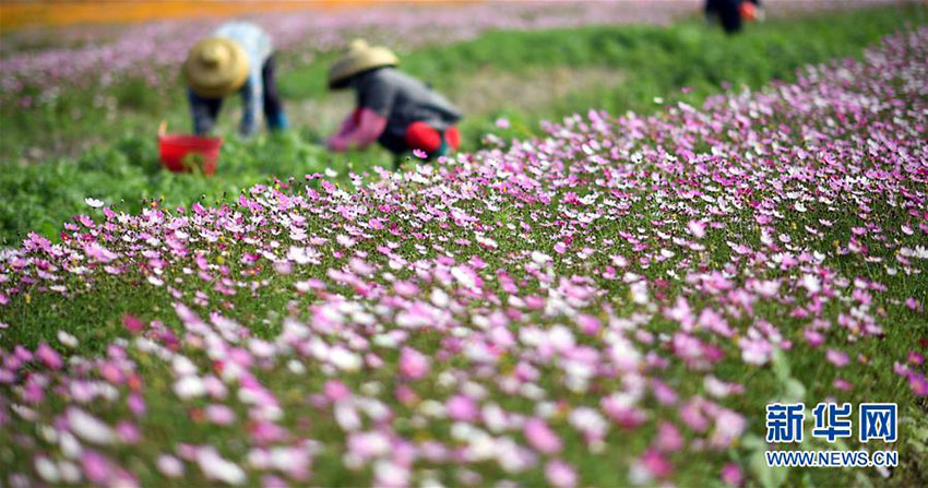 塩害被害で荒れ果てた土地、広大な花畑に生まれ変わる　海南省