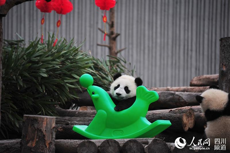 パンダの赤ちゃん17頭がかわいい新年の挨拶