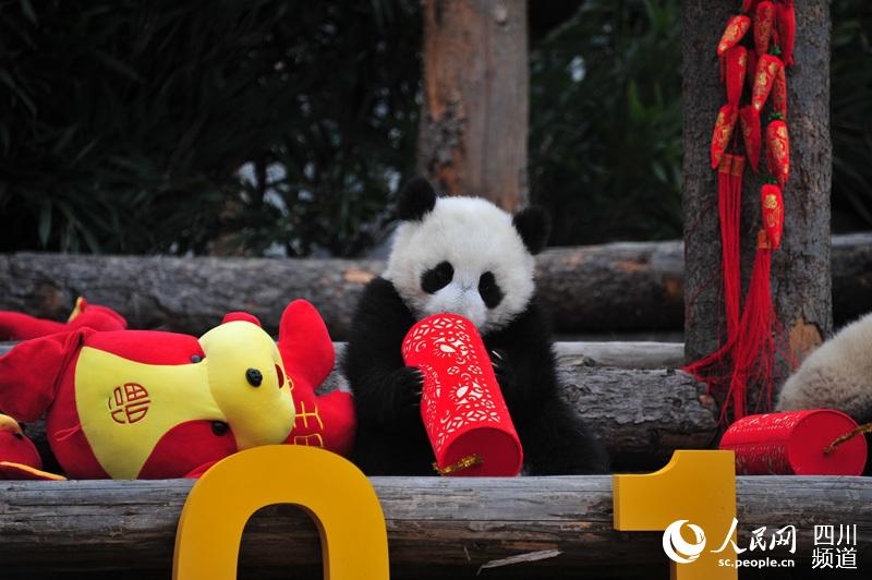パンダの赤ちゃん17頭がかわいい新年の挨拶