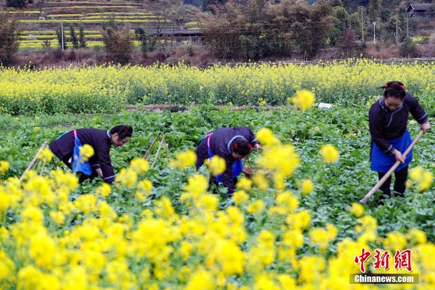 満開を迎えた菜の花畑で農作業に勤しむ貴州トン族の人々