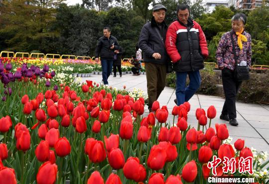 福建省の福州温泉公園でチューリップ咲き誇る　多くの観光客を魅了