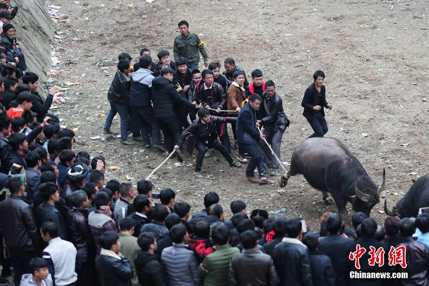 貴州省の村で闘牛イベント、大勢の見物客詰めかける