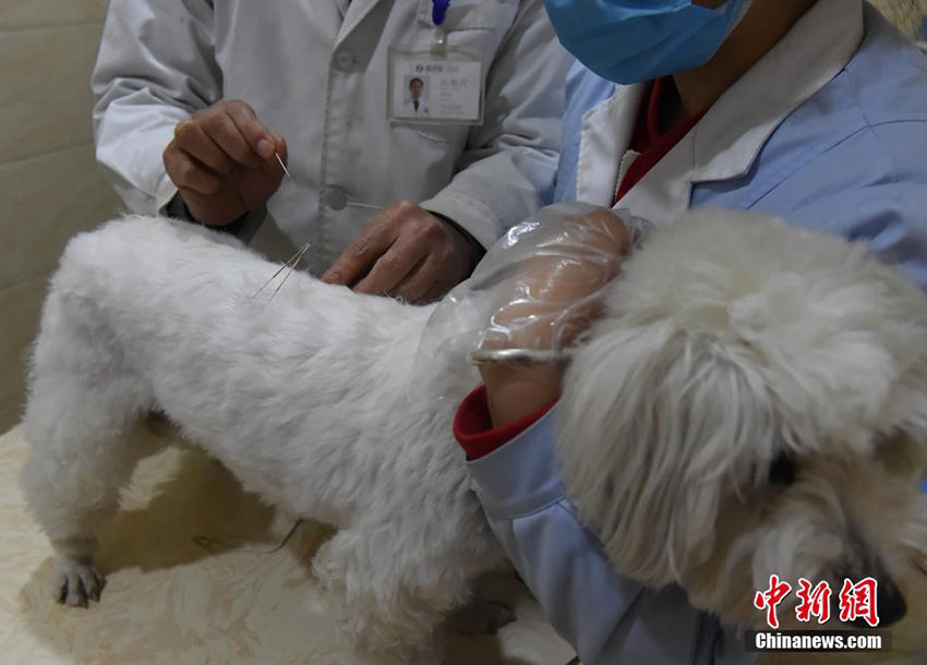 動物にも鍼灸治療？「中獣医学」を取り入れた重慶の動物病院