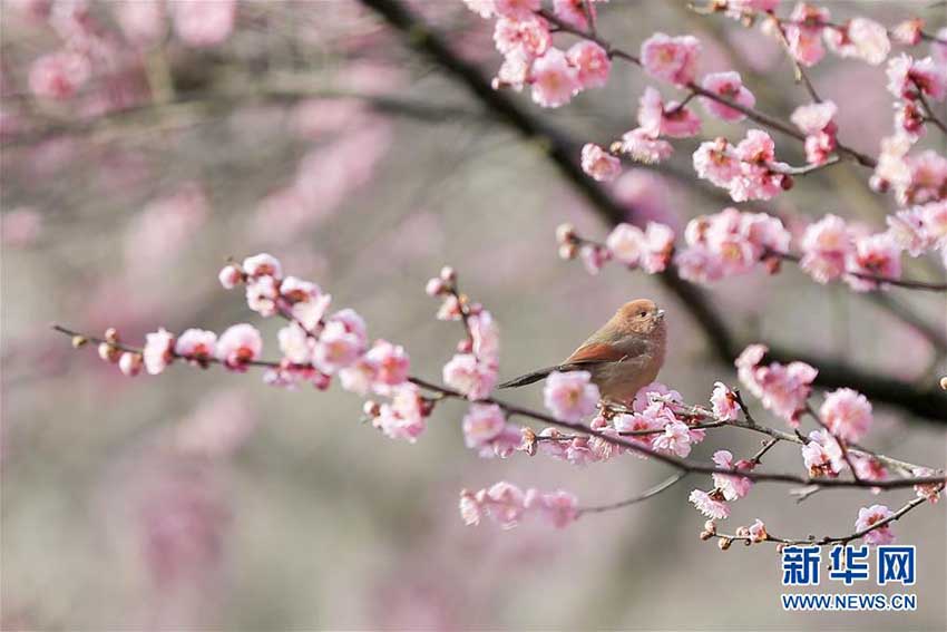 中国各地に春らしい景色次々と
