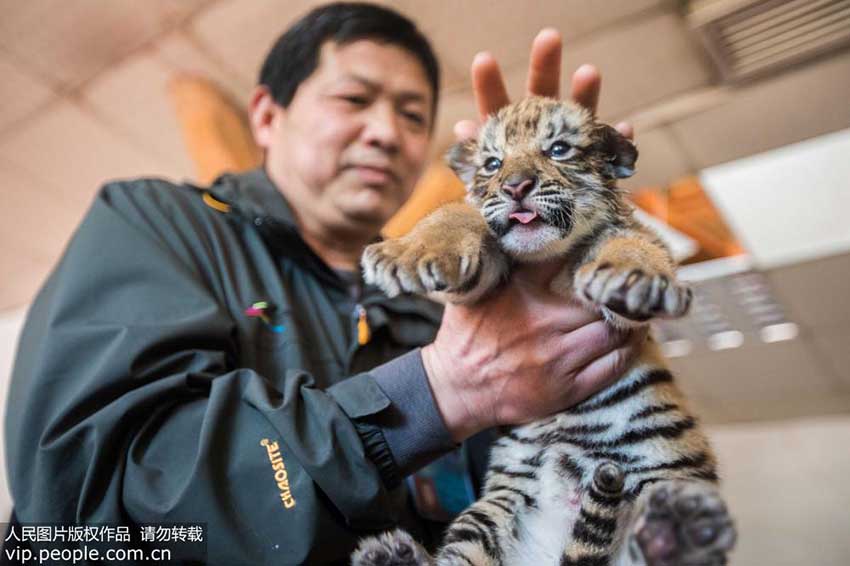 杭州野生動物世界で華南トラの三つ子が一般公開