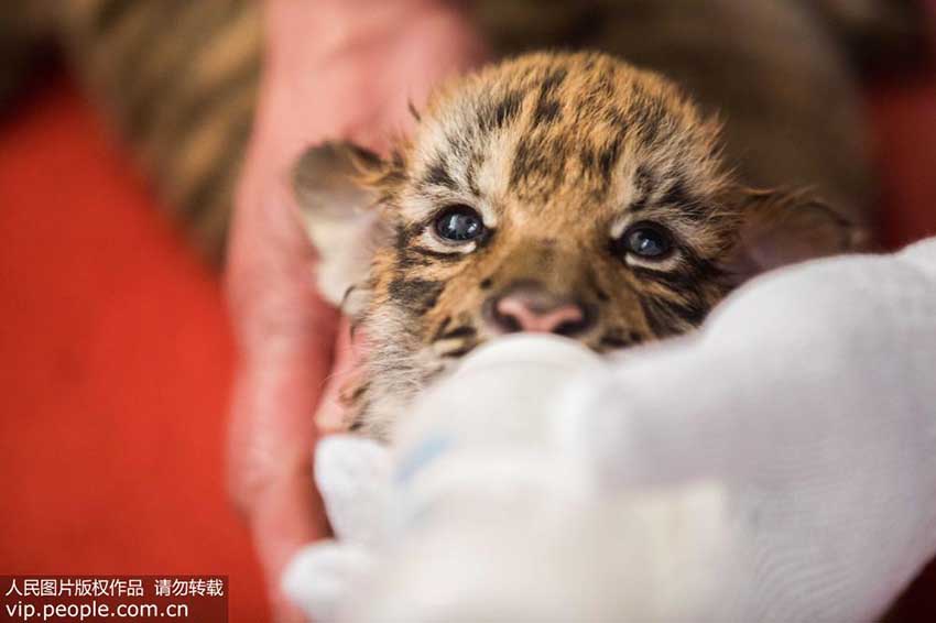 杭州野生動物世界で華南トラの三つ子が一般公開