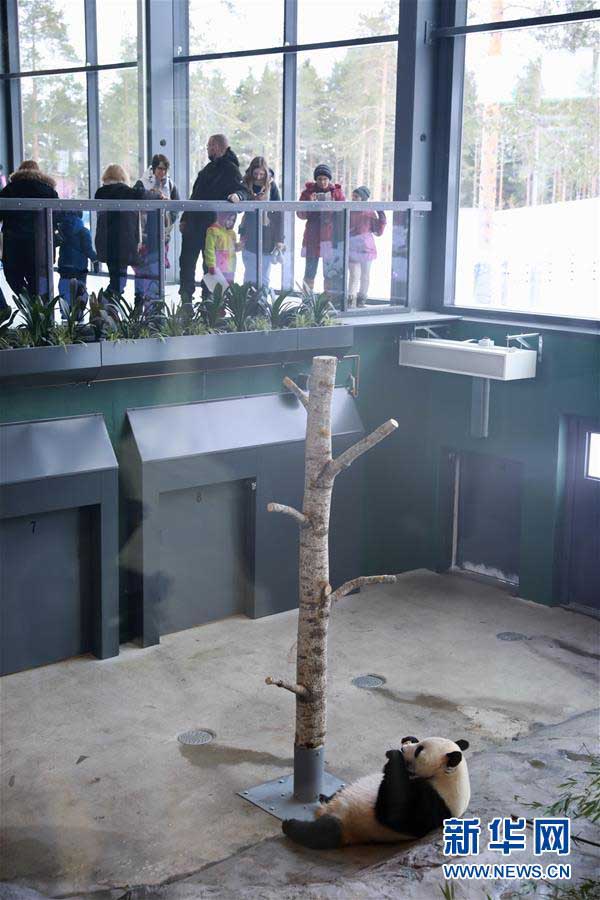 フィンランドの動物園にパンダ館オープン　2頭のパンダが一般公開