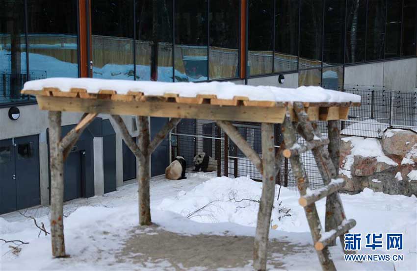 フィンランドの動物園にパンダ館オープン　2頭のパンダが一般公開