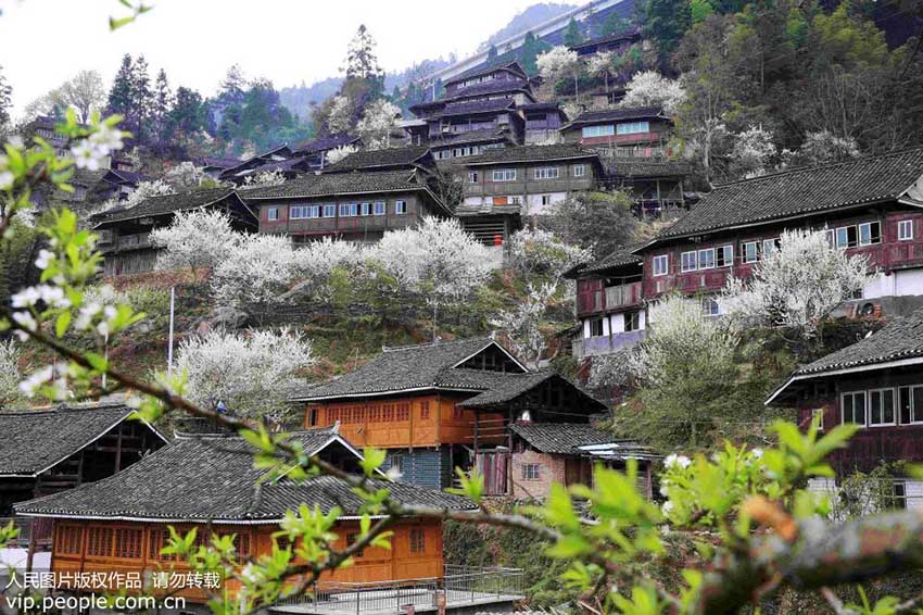 春の花と暖かな陽気に包まれる貴州省の山村
