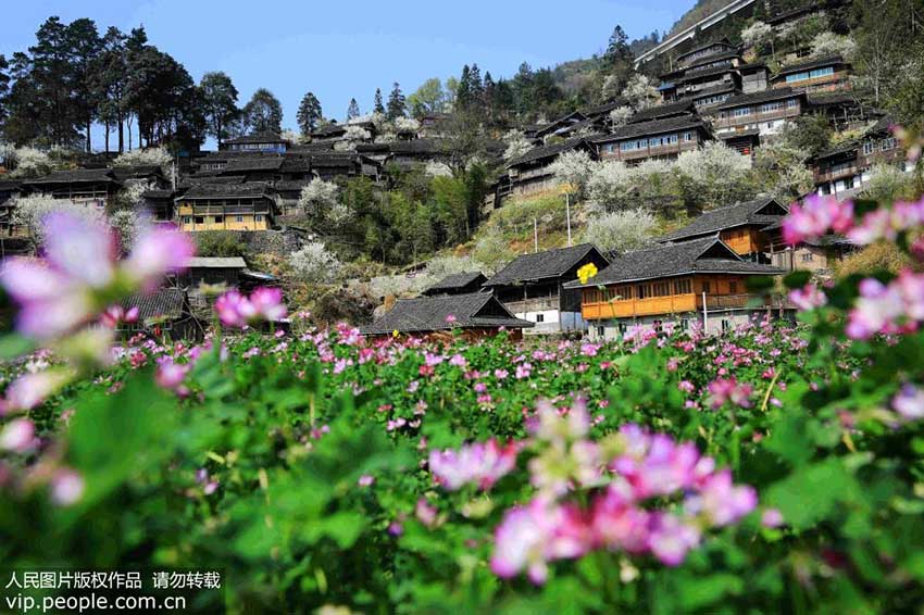 春の花と暖かな陽気に包まれる貴州省の山村