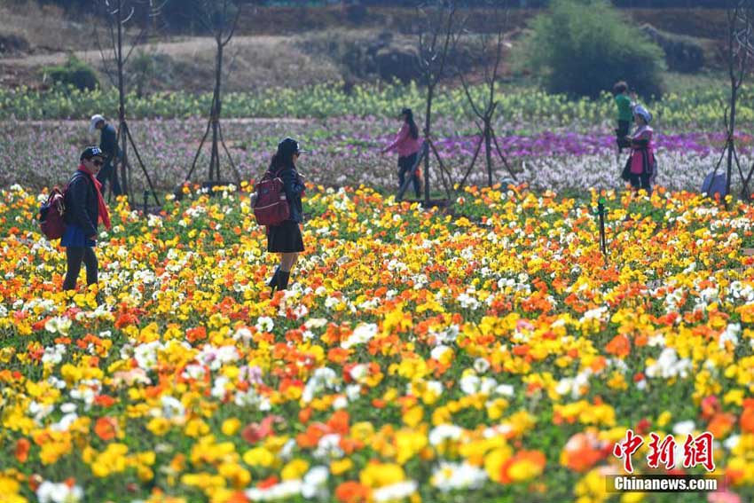 カラフルな花畑広がる初春の昆明、春を満喫する人々