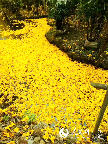 モーメンツで話題沸騰の広州市竹洞村の「黄金色の花道」