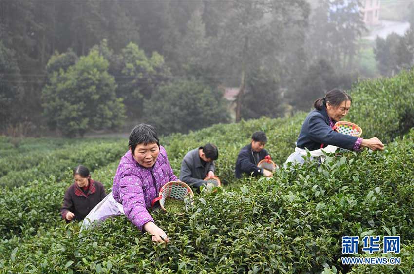 春の茶摘みシーズン到来　作業に勤しむ重慶の茶農家