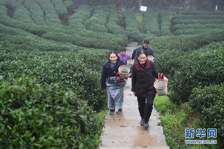 春の茶摘みシーズン到来　作業に勤しむ重慶の茶農家