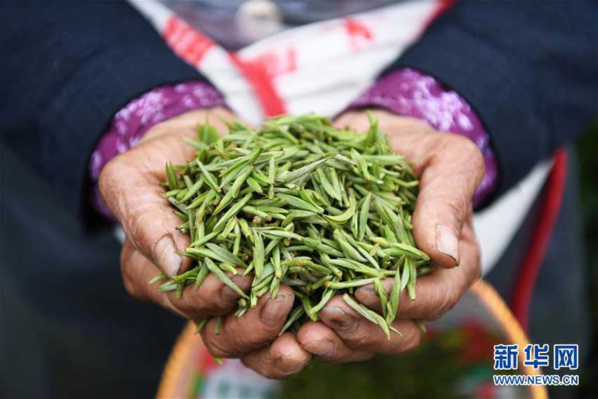春の茶摘みシーズン到来　作業に勤しむ重慶の茶農家