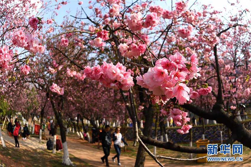 昆明市円通山公園の桜の花が一斉に開花　雲南省