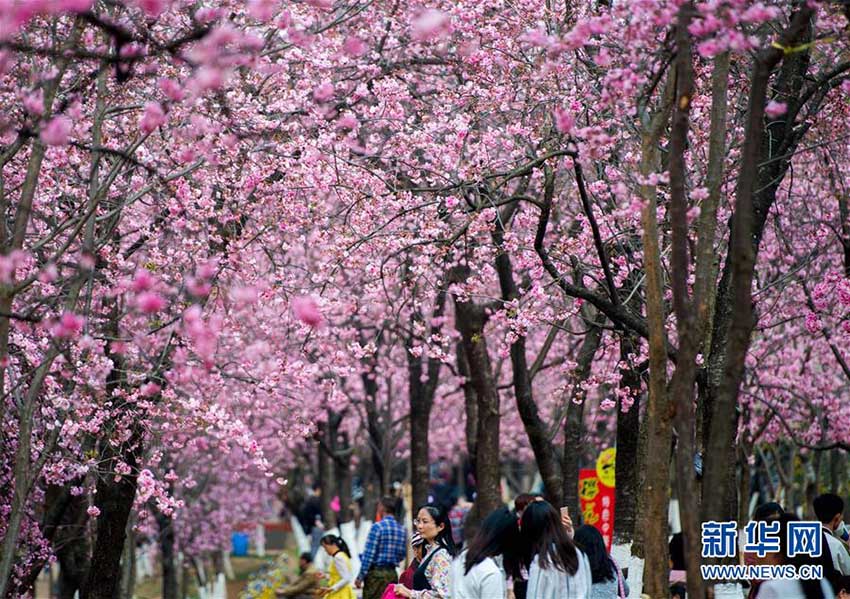 昆明市円通山公園の桜の花が一斉に開花　雲南省