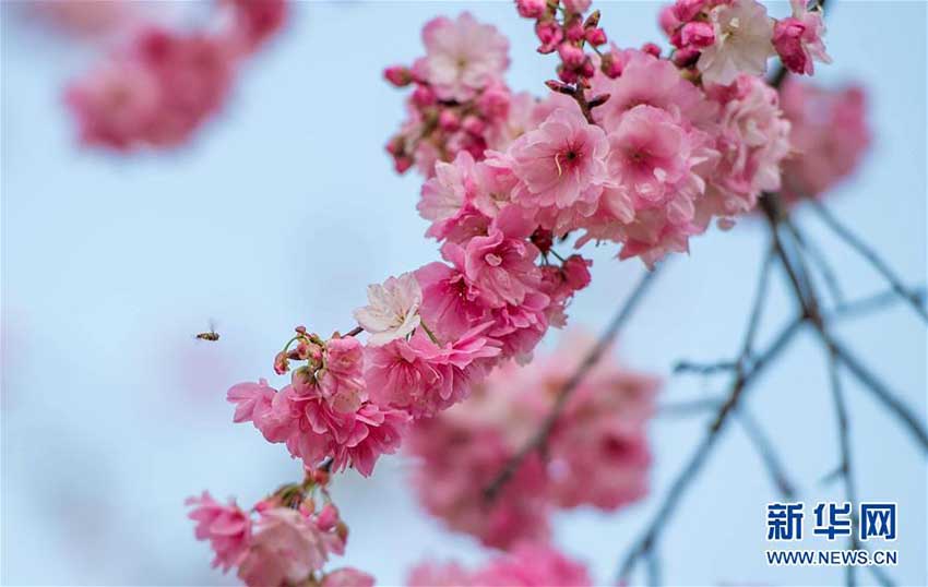 昆明市円通山公園の桜の花が一斉に開花　雲南省