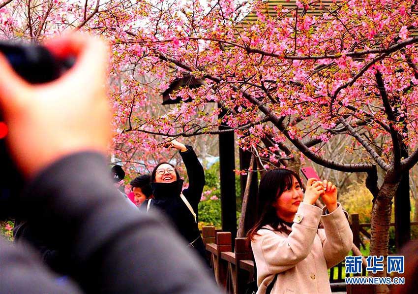 美しい桜の花を堪能　「上海桜フェスティバル」が間もなく開幕