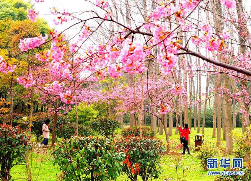 美しい桜の花を堪能　「上海桜フェスティバル」が間もなく開幕