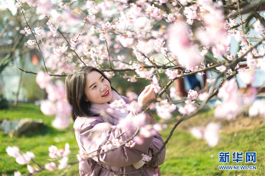 武漢・東湖で桜祭り開幕