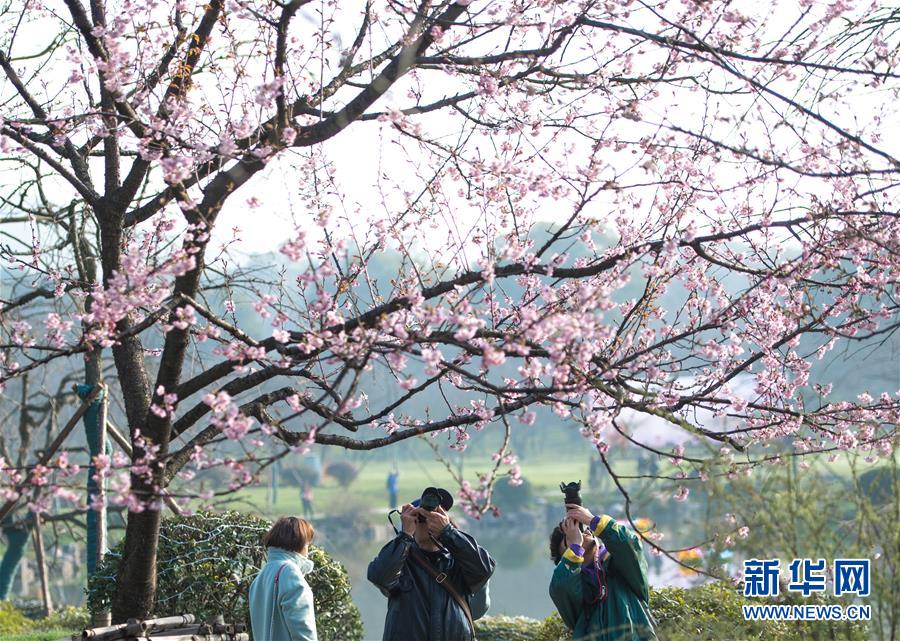 武漢・東湖で桜祭り開幕