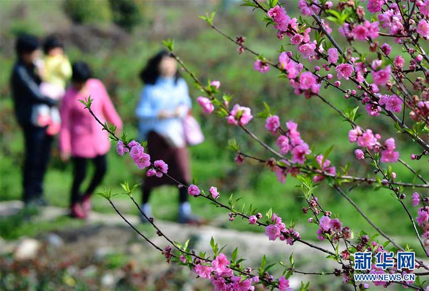 福建省各地で開花シーズンを迎えた春の花々