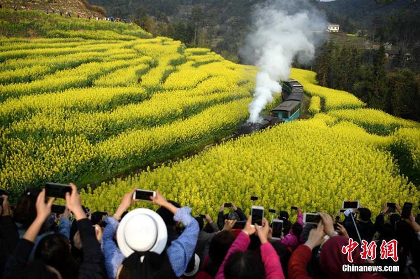 花畑の間を通る蒸気機関車に多くの観光客が集まる　四川省