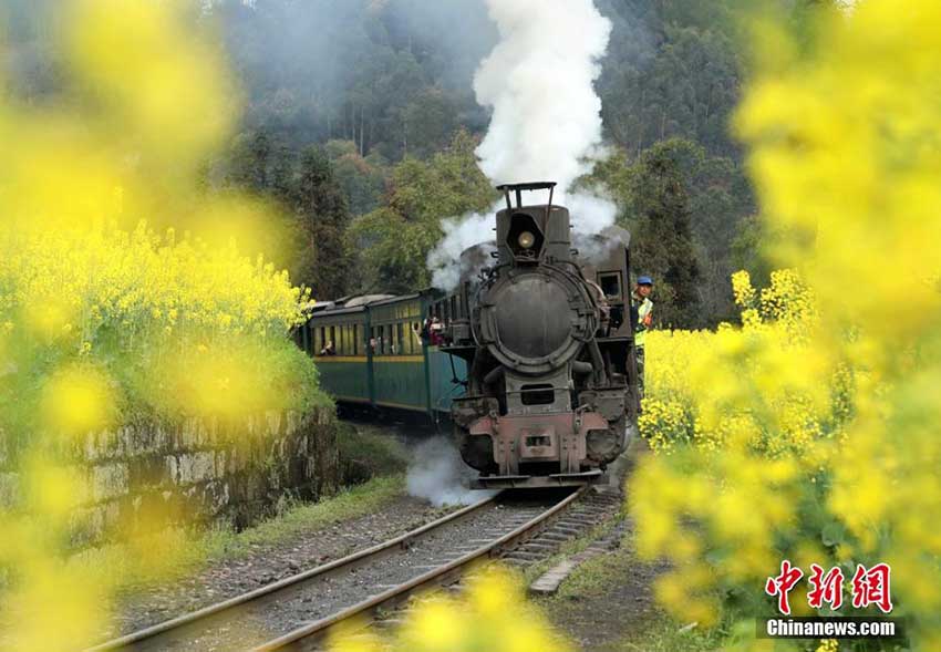 花畑の間を通る蒸気機関車に多くの観光客が集まる　四川省