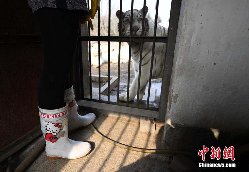 吉林省の虎園で飼育員として働く女性　「チャレンジに満ちた仕事」
