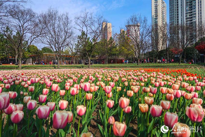 春の花々が開花した静安雕塑公園　多くの上海市民が押し寄せる