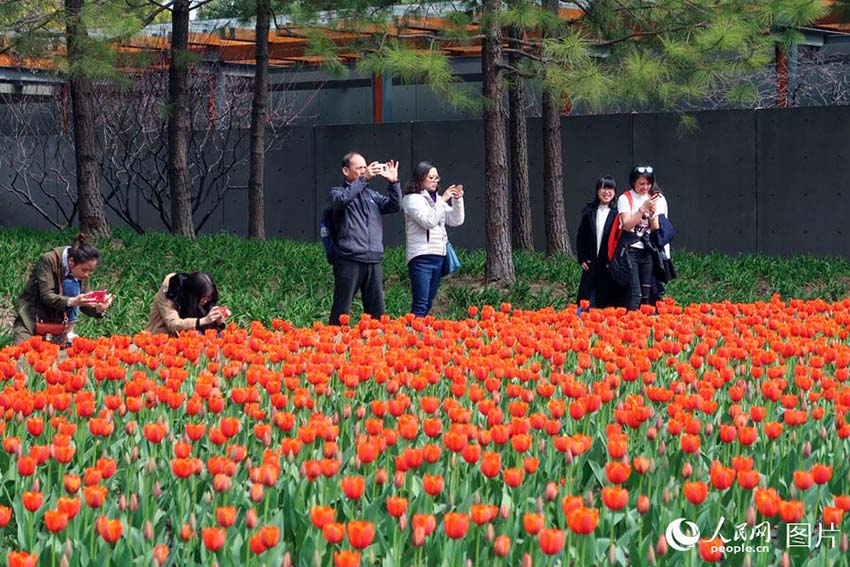 春の花々が開花した静安雕塑公園　多くの上海市民が押し寄せる