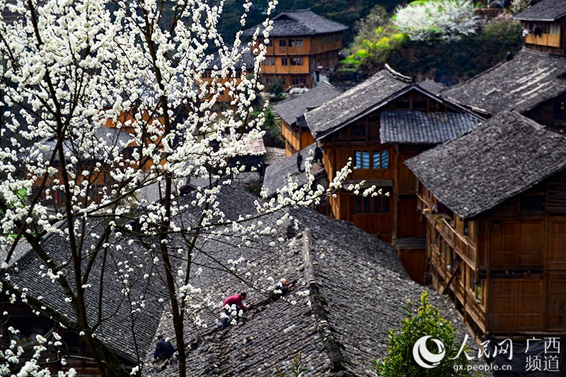 色鮮やかな花咲き誇る　広西壮族自治区小寨村の春の景色