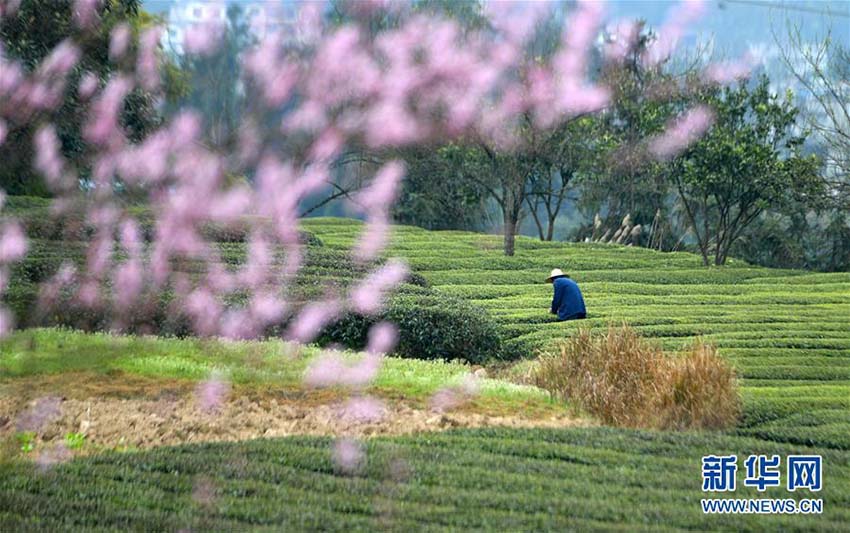 春の新茶の香り漂う芭蕉トン族郷で新茶摘みに勤しむ茶農家　湖北省