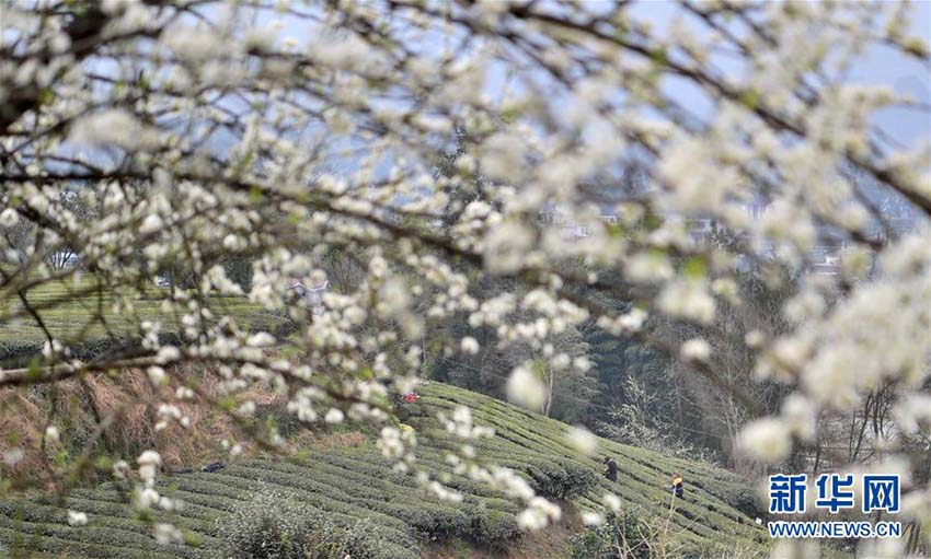 春の新茶の香り漂う芭蕉トン族郷で新茶摘みに勤しむ茶農家　湖北省