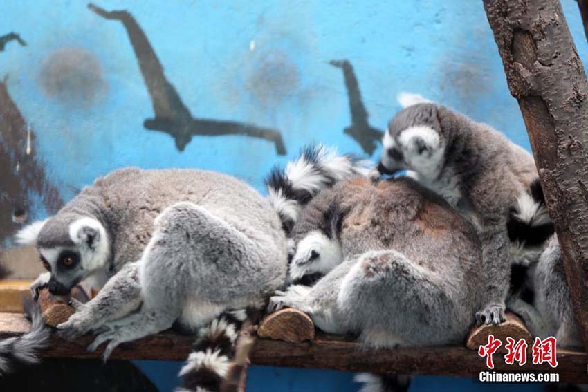 暖かい春の日差しを浴びてのんびり過ごす青蔵高原野生動物園の動物たち