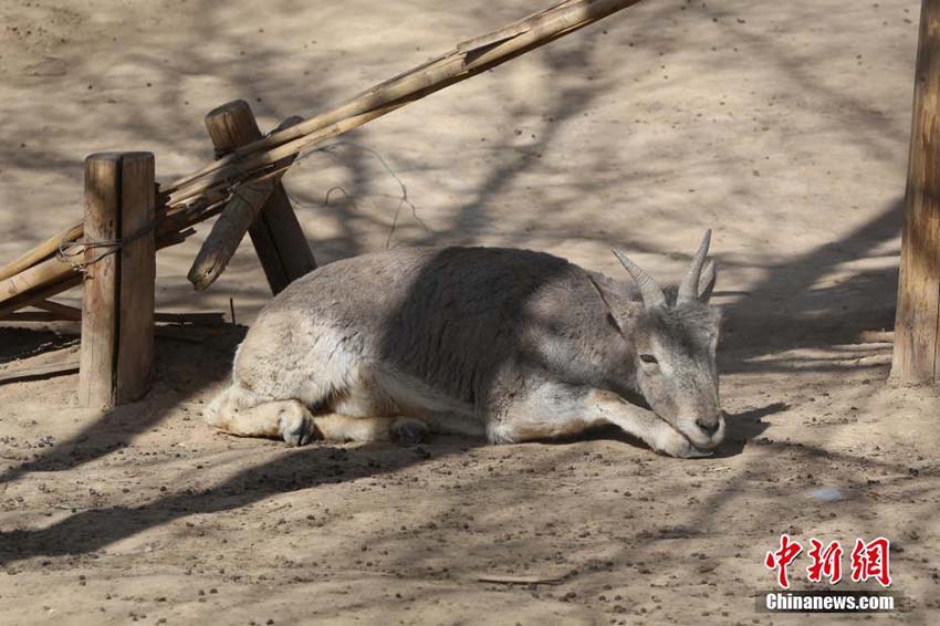 暖かい春の日差しを浴びてのんびり過ごす青蔵高原野生動物園の動物たち