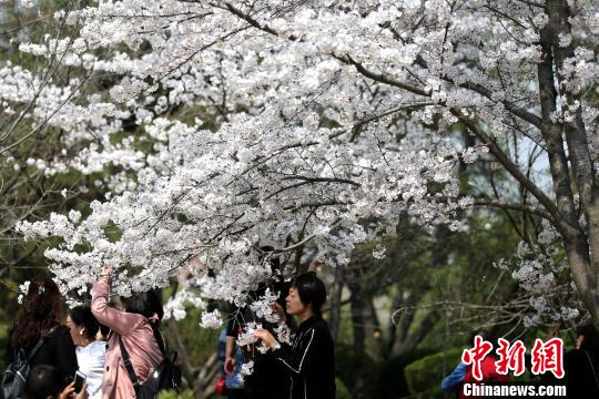 西安青龍寺の桜満開に　国内外から多くの観光客が押し寄せる