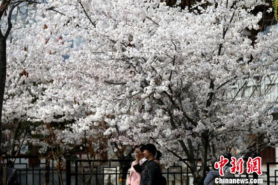 西安青龍寺の桜満開に　国内外から多くの観光客が押し寄せる