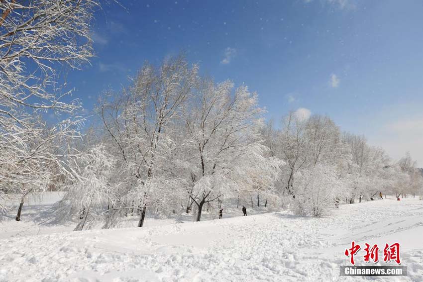 白い雪と青空が織りなす美しい景色　美しい雪景色を堪能する瀋陽市民