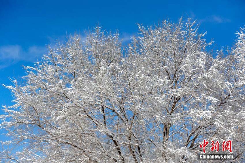 白い雪と青空が織りなす美しい景色　美しい雪景色を堪能する瀋陽市民