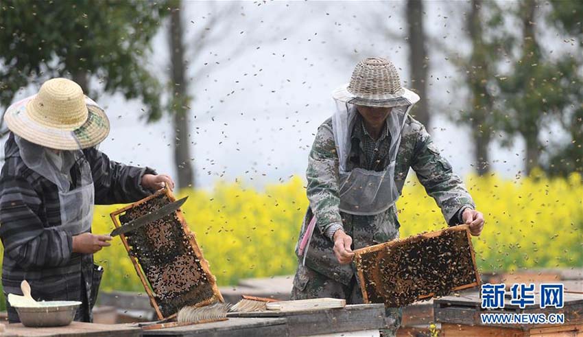 春、色づく菜の花とハチミツ収穫に勤しむ養蜂家たち