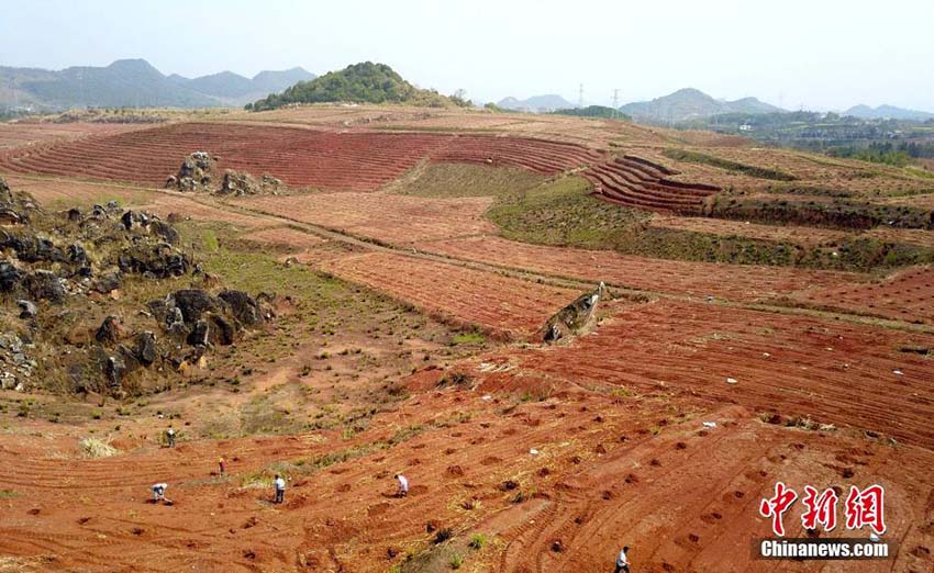 広大な面積の旧鉱山エリアが「果物の山」に変身　江西省