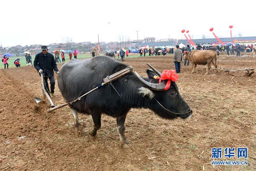 旧暦2月2日の「龍擡頭」　中国各地で民俗イベント開催