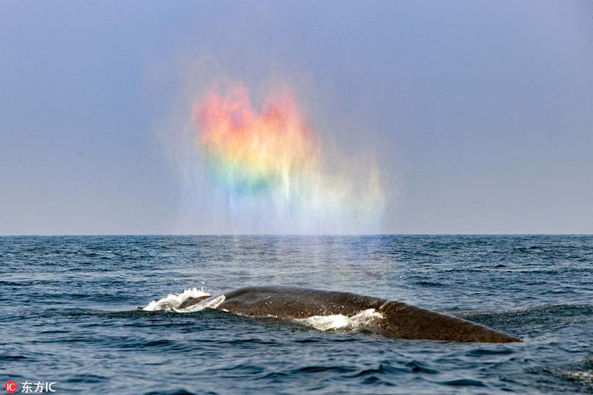 シロナガスクジラによるハート型の虹がかかった美しいブロー　スリランカ