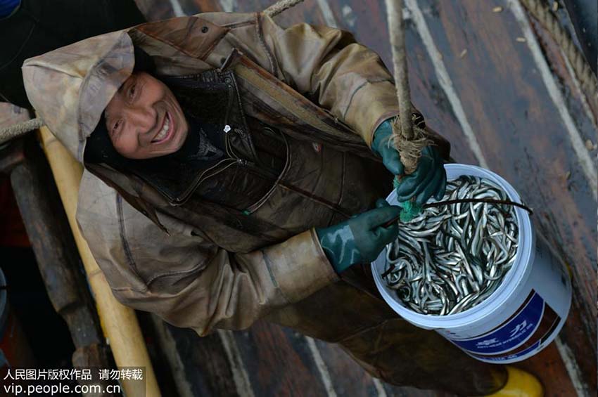 最大で1200キロの漁獲量　 青島市でイカナゴ漁シーズンを迎える