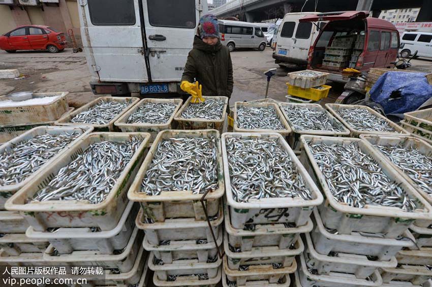 最大で1200キロの漁獲量　 青島市でイカナゴ漁シーズンを迎える