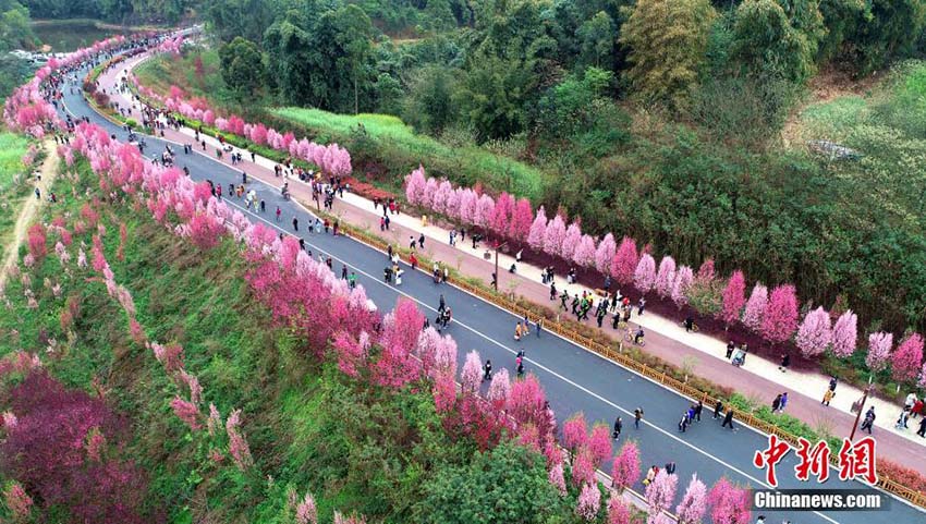 四川省楽山市に春到来　花見や行楽に訪れた多くの人々でにぎわう遊歩道