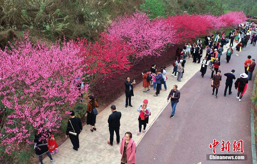四川省楽山市に春到来　花見や行楽に訪れた多くの人々でにぎわう遊歩道