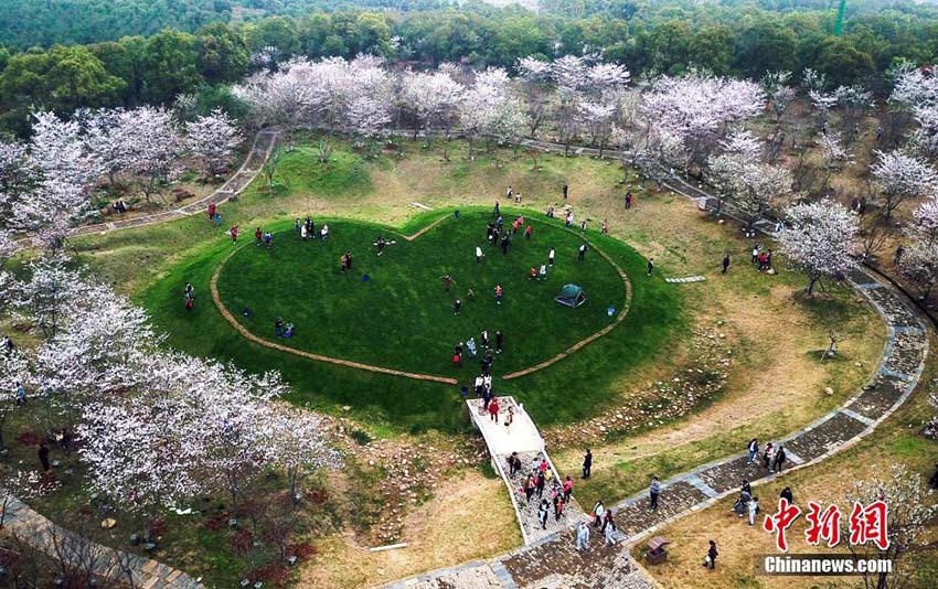 江西省南昌市の数万株の桜の花が満開に　多くの人々が次々に花見に訪れる